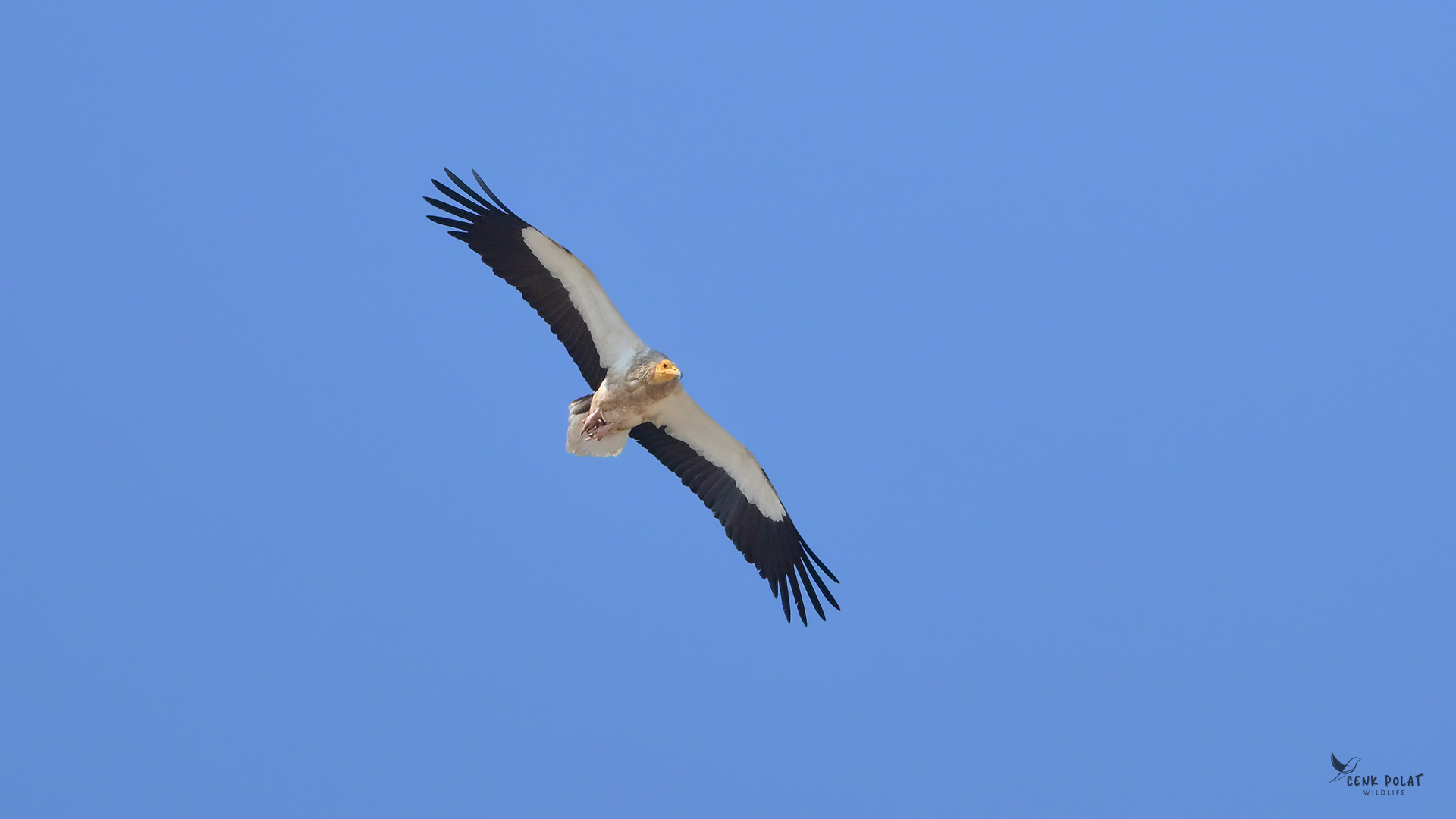 Egyptian Vulture